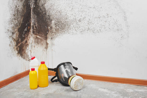 Best Emergency Mold Remediation in Gwinn, MI