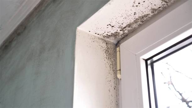 Best HVAC Mold Remediation in Gwinn, MI