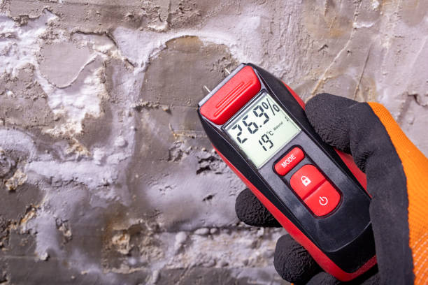 Best Basement Mold Remediation in Gwinn, MI