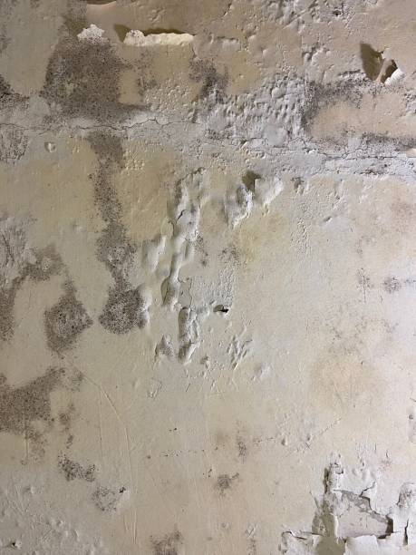Best Industrial Mold Remediation in Gwinn, MI