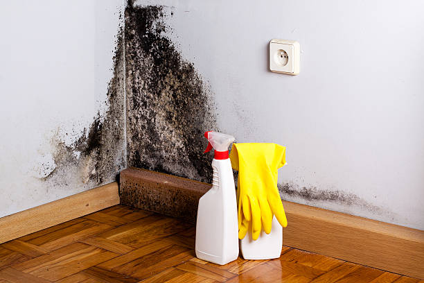 Best DIY Mold Remediation Support Services in Gwinn, MI